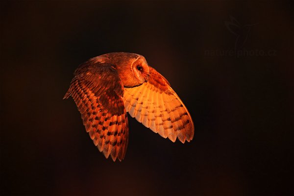 Sova pálená (Tyto alba), Sova pálená (Tyto alba) Barn Owl, Autor: Ondřej Prosický | NaturePhoto.cz, Model: Canon EOS 5D Mark II, Objektiv: Canon EF 500mm f/4 L IS USM, Ohnisková vzdálenost (EQ35mm): 500 mm, stativ Gitzo, Clona: 5.6, Doba expozice: 1/1250 s, ISO: 800, Kompenzace expozice: -1 2/3, Blesk: Ne, 12. listopadu 2011 15:53:09, zvíře v lidské péči, Herálec, Vysočina (Česko) 