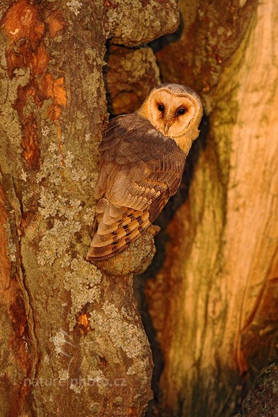 Sova pálená (Tyto alba), Sova pálená (Tyto alba) Barn Owl, Autor: Ondřej Prosický | NaturePhoto.cz, Model: Canon EOS 5D Mark II, Objektiv: Canon EF 400mm f/2.8 L IS II USM, Ohnisková vzdálenost (EQ35mm): 500 mm, stativ Gitzo, Clona: 5.6, Doba expozice: 1/400 s, ISO: 500, Kompenzace expozice: -2/3, Blesk: Ne, 19. listopadu 2011 15:39:57, zvíře v lidské péči, Herálec, Vysočina (Česko) 