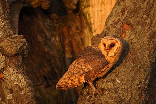 Sova pálená (Tyto alba), Sova pálená (Tyto alba), Barn Owl, Autor: Ondřej Prosický | NaturePhoto.cz, Model: Canon EOS 5D Mark II, Objektiv: Canon EF 500mm f/4 L IS USM, Ohnisková vzdálenost (EQ35mm): 500 mm, stativ Gitzo, Clona: 6.3, Doba expozice: 1/250 s, ISO: 500, Kompenzace expozice: -2/3, Blesk: Ne, 19. listopadu 2011 15:37:11, zvíře v lidské péči, Herálec, Vysočina (Česko) 