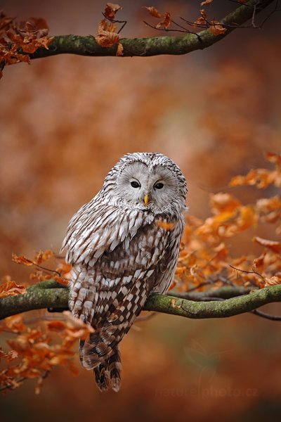 Puštík bělavý (Strix uralensis), Puštík bělavý (Strix uralensis) Ural Owl Autor: Ondřej Prosický | NaturePhoto.cz, Model: Canon EOS 5D Mark II, Objektiv: Canon EF 500mm f/4 L IS USM, Ohnisková vzdálenost (EQ35mm): 500 mm, stativ Gitzo, Clona: 4.5, Doba expozice: 1/25 s, ISO: 1000, Kompenzace expozice: +1/3, Blesk: Ne, 20. listopadu 2011 10:18:47, zvíře v lidské péči, Herálec, Vysočina (Česko) 