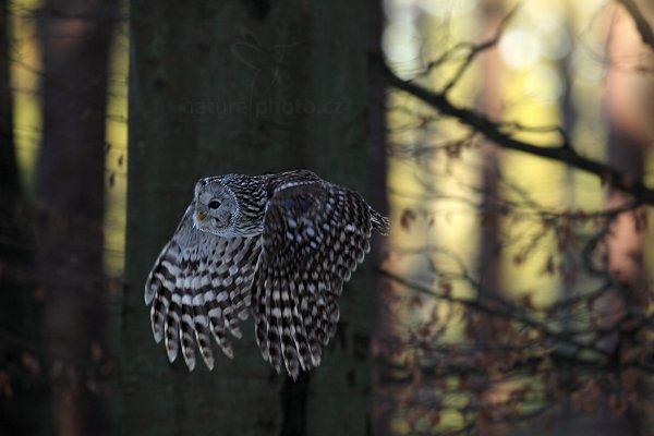 Puštík bělavý (Strix uralensis), Puštík bělavý (Strix uralensis) Ural Owl, Autor: Ondřej Prosický | NaturePhoto.cz, Model: Canon EOS 5D Mark II, Objektiv: Canon EF 400mm f/2.8 L IS II USM, Ohnisková vzdálenost (EQ35mm): 400 mm, stativ Gitzo, Clona: 4.5, Doba expozice: 1/800 s, ISO: 800, Kompenzace expozice: -1, Blesk: Ne, 3. března 2012 14:49:02, zvíře v lidské péči, Herálec, Vysočina (Česko)  