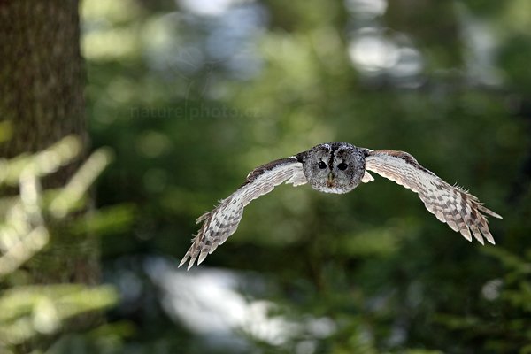 Puštík obecný (Strix aluco), Puštík obecný (Strix aluco), Eurasian Tawny Owl, Autor: Ondřej Prosický | NaturePhoto.cz, Model: Canon EOS 5D Mark II, Objektiv: Canon EF 400mm f/2.8 L IS II USM, Ohnisková vzdálenost (EQ35mm): 400 mm, stativ Gitzo, Clona: 4.0, Doba expozice: 1/400 s, ISO: 800, Kompenzace expozice: -1, Blesk: Ne, 3. března 2012 12:38:51, zvíře v lidské péči, Herálec, Vysočina (Česko) 