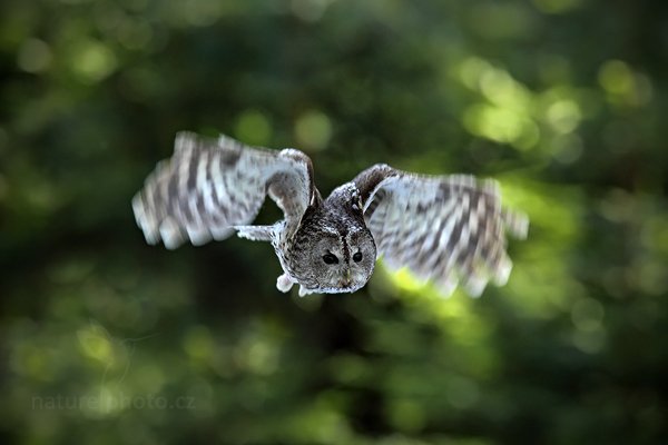 Puštík obecný (Strix aluco), Puštík obecný (Strix aluco), Eurasian Tawny Owl, Autor: Ondřej Prosický | NaturePhoto.cz, Model: Canon EOS 5D Mark II, Objektiv: Canon EF 400mm f/2.8 L IS II USM, Ohnisková vzdálenost (EQ35mm): 400 mm, stativ Gitzo, Clona: 4.5, Doba expozice: 1/500 s, ISO: 1250, Kompenzace expozice: -1 1/3, Blesk: Ne, 3. března 2012 13:11:08, zvíře v lidské péči, Herálec, Vysočina (Česko) 