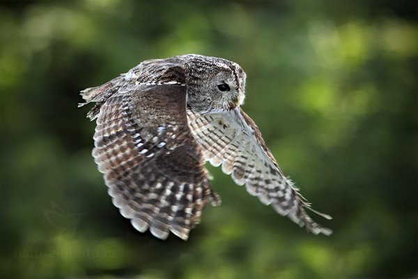 Puštík obecný (Strix aluco), Puštík obecný (Strix aluco), Eurasian Tawny Owl, Autor: Ondřej Prosický | NaturePhoto.cz, Model: Canon EOS 5D Mark II, Objektiv: Canon EF 400mm f/2.8 L IS II USM, Ohnisková vzdálenost (EQ35mm): 400 mm, stativ Gitzo, Clona: 4.0, Doba expozice: 1/640 s, ISO: 1600, Kompenzace expozice: -1, Blesk: Ne, 3. března 2012 13:03:53, zvíře v lidské péči, Herálec, Vysočina (Česko) 