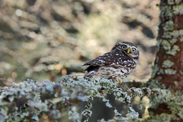 Sýček obecný (Athene noctua), Sýček obecný (Athene noctua) Little Owl, Autor: Ondřej Prosický | NaturePhoto.cz, Model: Canon EOS 5D Mark II, Objektiv: Canon EF 400mm f/2.8 L IS II USM, Ohnisková vzdálenost (EQ35mm): 400 mm, stativ Gitzo, Clona: 6.3, Doba expozice: 1/80 s, ISO: 400, Kompenzace expozice: +1/3, Blesk: Ne, 3. března 2012 9:37:40, zvíře v lidské péči, Herálec, Vysočina (Česko) 