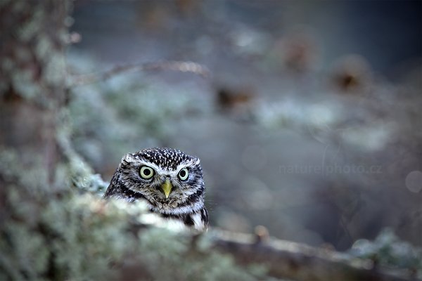 Sýček obecný (Athene noctua), Sýček obecný (Athene noctua) Little Owl, Autor: Ondřej Prosický | NaturePhoto.cz, Model: Canon EOS 5D Mark II, Objektiv: Canon EF 400mm f/2.8 L IS II USM, Ohnisková vzdálenost (EQ35mm): 400 mm, stativ Gitzo, Clona: 5.0, Doba expozice: 1/125 s, ISO: 640, Kompenzace expozice: 0, Blesk: Ne, 3. března 2012 10:08:12, zvíře v lidské péči, Herálec, Vysočina (Česko) 