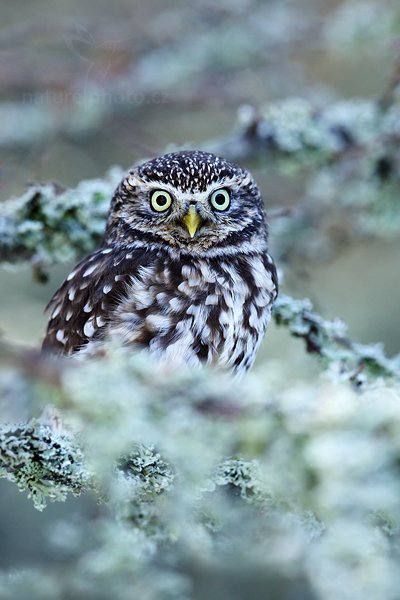 Sýček obecný (Athene noctua), Sýček obecný Athene noctua Little Owl, Autor: Ondřej Prosický | NaturePhoto.cz, Model: Canon EOS 5D Mark II, Objektiv: Canon EF 400mm f/2.8 L IS II USM, Ohnisková vzdálenost (EQ35mm): 400 mm, stativ Gitzo, Clona: 4.0, Doba expozice: 1/200 s, ISO: 500, Kompenzace expozice: -1/3, Blesk: Ne, 3. března 2012 10:03:50, zvíře v lidské péči, Herálec, Vysočina (Česko) 