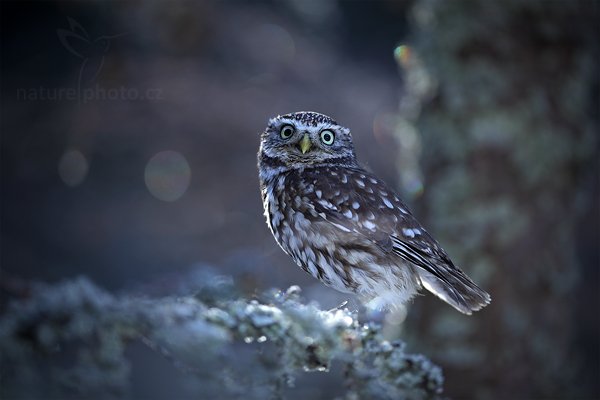 Sýček obecný (Athene noctua), Sýček obecný (Athene noctua) Little Owl, Autor: Ondřej Prosický | NaturePhoto.cz, Model: Canon EOS 5D Mark II, Objektiv: Canon EF 400mm f/2.8 L IS II USM, Ohnisková vzdálenost (EQ35mm): 400 mm, stativ Gitzo, Clona: 2.8, Doba expozice: 1/320 s, ISO: 400, Kompenzace expozice: +1/3, Blesk: Ne, 3. března 2012 9:41:06, zvíře v lidské péči, Herálec, Vysočina (Česko)