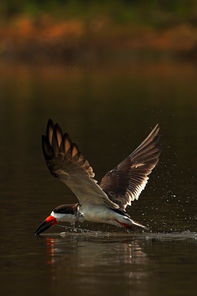 Zoboun americký (Rynchops niger), Zoboun americký (Rynchops niger) Black Skimmer, Autor: Ondřej Prosický | NaturePhoto.cz, Model: Canon EOS-1D Mark III, Objektiv: Canon EF 500mm f/4 L IS USM, Ohnisková vzdálenost (EQ35mm): 650 mm, fotografováno z ruky, Clona: 8.0, Doba expozice: 1/2000 s, ISO: 500, Kompenzace expozice: -1 2/3, Blesk: Ne, Vytvořeno: 7. září 2011 9:27:19, Rio Negro, Pantanal (Brazílie)