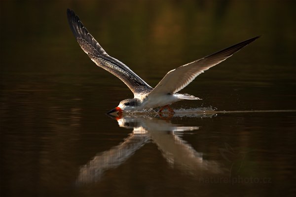 Zoboun americký (Rynchops niger), Zoboun americký (Rynchops niger) Black Skimmer, Autor: Ondřej Prosický | NaturePhoto.cz, Model: Canon EOS-1D Mark III, Objektiv: Canon EF 500mm f/4 L IS USM, Ohnisková vzdálenost (EQ35mm): 650 mm, fotografováno z ruky, Clona: 8.0, Doba expozice: 1/1600 s, ISO: 500, Kompenzace expozice: -1 2/3, Blesk: Ne, Vytvořeno: 7. září 2011 9:21:11, Rio Negro, Pantanal (Brazílie) 