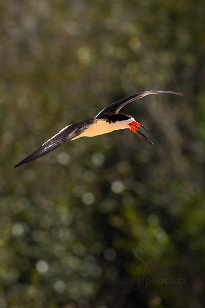 Zoboun americký (Rynchops niger), Zoboun americký (Rynchops niger) Black Skimmer, Autor: Ondřej Prosický | NaturePhoto.cz, Model: Canon EOS-1D Mark III, Objektiv: Canon EF 500mm f/4 L IS USM, Ohnisková vzdálenost (EQ35mm): 650 mm, fotografováno z ruky, Clona: 5.6, Doba expozice: 1/500 s, ISO: 250, Kompenzace expozice: +1/3, Blesk: Ne, Vytvořeno: 2. září 2011 15:30:08, Rio Negro, Pantanal (Brazílie) 