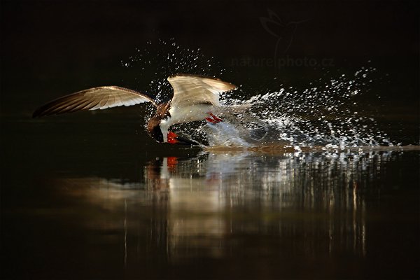 Zoboun americký (Rynchops niger), Zoboun americký (Rynchops niger) Black Skimmer, Autor: Ondřej Prosický | NaturePhoto.cz, Model: Canon EOS-1D Mark III, Objektiv: Canon EF 500mm f/4 L IS USM, Ohnisková vzdálenost (EQ35mm): 910 mm, fotografováno z ruky, Clona: 8.0, Doba expozice: 1/1000 s, ISO: 500, Kompenzace expozice: 0, Blesk: Ne, Vytvořeno: 15. září 2011 7:14:48, Rio Negro, Pantanal (Brazílie)  