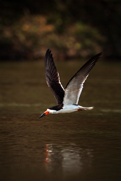 Zoboun americký (Rynchops niger), Zoboun americký (Rynchops niger) Black Skimmer, Autor: Ondřej Prosický | NaturePhoto.cz, Model: Canon EOS 5D Mark II, Objektiv: Canon EF 500mm f/4 L IS USM, Ohnisková vzdálenost (EQ35mm): 500 mm, fotografováno z ruky, Clona: 7.1, Doba expozice: 1/1250 s, ISO: 500, Kompenzace expozice: -1 1/3, Blesk: Ne, Vytvořeno: 4. září 2011 9:52:22, Rio Negro, Pantanal (Brazílie)