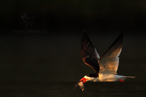 Zoboun americký (Rynchops niger), Zoboun americký (Rynchops niger) Black Skimmer, Autor: Ondřej Prosický | NaturePhoto.cz, Model: Canon EOS-1D Mark III, Objektiv: Canon EF 500mm f/4 L IS USM, Ohnisková vzdálenost (EQ35mm): 910 mm, fotografováno z ruky, Clona: 7.1, Doba expozice: 1/640 s, ISO: 800, Kompenzace expozice: 0, Blesk: Ne, Vytvořeno: 15. září 2011 6:17:58, Rio Negro, Pantanal (Brazílie) 