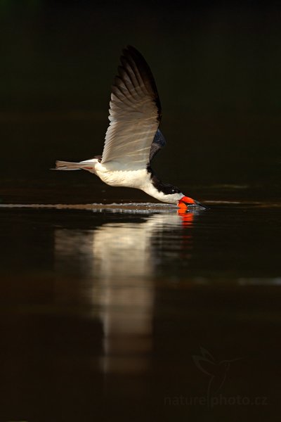 Zoboun americký (Rynchops niger), Zoboun americký (Rynchops niger) Black Skimmer, Autor: Ondřej Prosický | NaturePhoto.cz, Model: Canon EOS-1D Mark III, Objektiv: Canon EF 500mm f/4 L IS USM, Ohnisková vzdálenost (EQ35mm): 910 mm, fotografováno z ruky, Clona: 8.0, Doba expozice: 1/1000 s, ISO: 500, Kompenzace expozice: 0, Blesk: Ne, Vytvořeno: 15. září 2011 7:38:26, Rio Negro, Pantanal (Brazílie) 