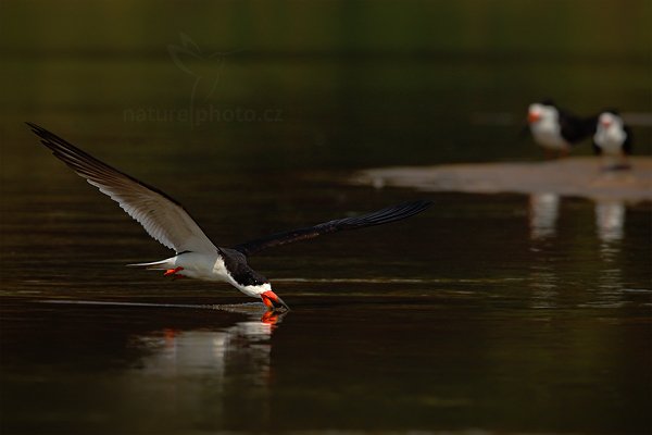 Zoboun americký (Rynchops niger), Zoboun americký (Rynchops niger) Black Skimmer, Autor: Ondřej Prosický | NaturePhoto.cz, Model: Canon EOS-1D Mark III, Objektiv: Canon EF 500mm f/4 L IS USM, Ohnisková vzdálenost (EQ35mm): 650 mm, fotografováno z ruky, Clona: 8.0, Doba expozice: 1/2000 s, ISO: 500, Kompenzace expozice: 0, Blesk: Ne, Vytvořeno: 7. září 2011 9:46:35, Rio Negro, Pantanal (Brazílie)