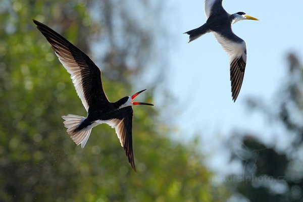 Zoboun americký (Rynchops niger), Zoboun americký (Rynchops niger) Black Skimmer, Autor: Ondřej Prosický | NaturePhoto.cz, Model: Canon EOS-1D Mark III, Objektiv: Canon EF 500mm f/4 L IS USM, Ohnisková vzdálenost (EQ35mm): 650 mm, fotografováno z ruky, Clona: 7.1, Doba expozice: 1/1600 s, ISO: 640, Kompenzace expozice: -1 1/3, Blesk: Ne, Vytvořeno: 3. září 2011 13:31:45, Rio Negro, Pantanal (Brazílie) 