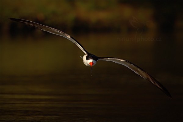 Zoboun americký (Rynchops niger), Zoboun americký (Rynchops niger) Black Skimmer, Zoboun americký (Rynchops niger) Black Skimmer, Autor: Ondřej Prosický | NaturePhoto.cz, Model: Canon EOS-1D Mark III, Objektiv: Canon EF 500mm f/4 L IS USM, Ohnisková vzdálenost (EQ35mm): 650 mm, fotografováno z ruky, Clona: 8.0, Doba expozice: 1/2000 s, ISO: 500, Kompenzace expozice: 0, Blesk: Ne, Vytvořeno: 11. září 2011 7:40:01, Rio Negro, Pantanal (Brazílie)