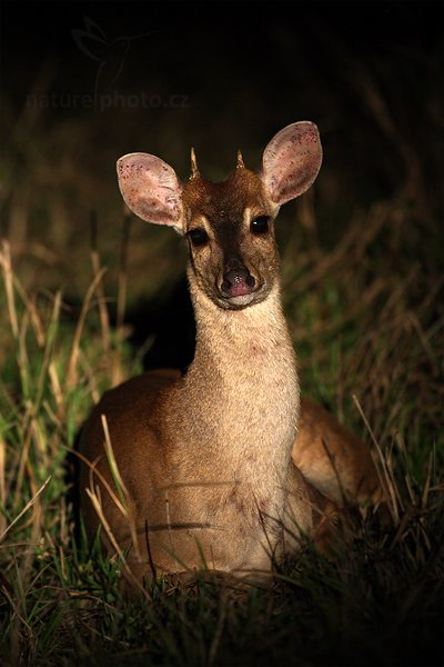 Jelenec pampový (Ozotoceros bezoarticus), Jelenec pampový (Ozotoceros bezoarticus) Pampas Deer, Autor: Ondřej Prosický | NaturePhoto.cz, Model: Canon EOS-1D Mark III, Objektiv: Canon EF 500mm f/4 L IS USM, Ohnisková vzdálenost (EQ35mm): 650 mm, fotografováno z ruky, Clona: 4.0, Doba expozice: 1/60 s, ISO: 1000, Kompenzace expozice: -1 2/3, Blesk: Ne, Vytvořeno: 4. září 2011 18:49:05, Barranco Alto, Pantanal (Brazílie)