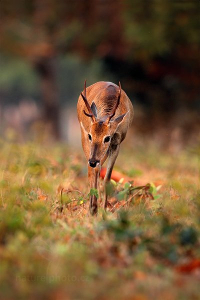 Jelenec pampový (Ozotoceros bezoarticus), Jelenec pampový (Ozotoceros bezoarticus) Pampas Deer, Autor: Ondřej Prosický | NaturePhoto.cz, Model: Canon EOS 5D Mark II, Objektiv: Canon EF 500mm f/4 L IS USM, Ohnisková vzdálenost (EQ35mm): 500 mm, fotografováno z ruky, Clona: 5.6, Doba expozice: 1/400 s, ISO: 800, Kompenzace expozice: -1/3, Blesk: Ne, Vytvořeno: 7. září 2011 6:15:52, Barranco Alto, Pantanal (Brazílie)