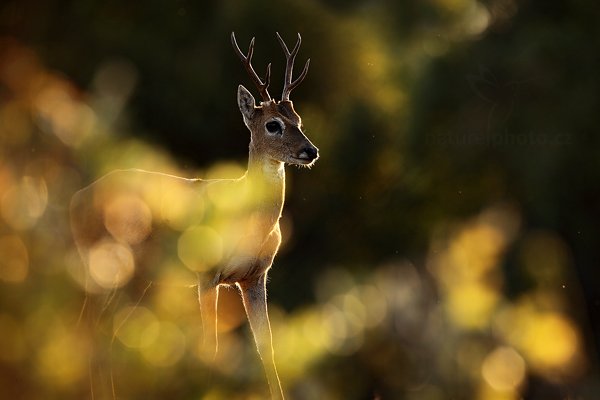 Jelenec pampový (Ozotoceros bezoarticus), Jelenec pampový (Ozotoceros bezoarticus) Pampas Deer, Autor: Ondřej Prosický | NaturePhoto.cz, Model: Canon EOS 5D Mark II, Objektiv: Canon EF 500mm f/4 L IS USM, Ohnisková vzdálenost (EQ35mm): 500 mm, fotografováno z ruky, Clona: 6.3, Doba expozice: 1/320 s, ISO: 500, Kompenzace expozice: -1, Blesk: Ne, Vytvořeno: 1. září 2011 17:03:08, Barranco Alto, Pantanal (Brazílie)