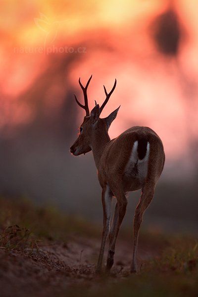 Jelenec pampový (Ozotoceros bezoarticus), Jelenec pampový (Ozotoceros bezoarticus) Pampas Deer, Autor: Ondřej Prosický | NaturePhoto.cz, Model: Canon EOS 5D Mark II, Objektiv: Canon EF 500mm f/4 L IS USM, Ohnisková vzdálenost (EQ35mm): 500 mm, fotografováno z ruky, Clona: 5.0, Doba expozice: 1/1000 s, ISO: 1250, Kompenzace expozice: -1, Blesk: Ne, Vytvořeno: 7. září 2011 6:03:18, Barranco Alto, Pantanal (Brazílie) 