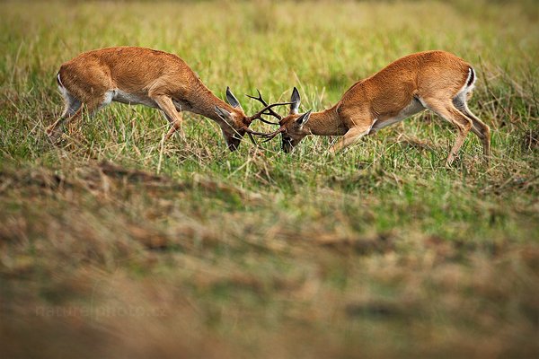 Jelenec pampový (Ozotoceros bezoarticus), Jelenec pampový (Ozotoceros bezoarticus) Pampas Deer, Autor: Ondřej Prosický | NaturePhoto.cz, Model: Canon EOS 5D Mark II, Objektiv: Canon EF 500mm f/4 L IS USM, Ohnisková vzdálenost (EQ35mm): 500 mm, fotografováno z ruky, Clona: 5.0, Doba expozice: 1/2000 s, ISO: 500, Kompenzace expozice: -2/3, Blesk: Ne, Vytvořeno: 10. září 2011 8:19:13, Barranco Alto, Pantanal (Brazílie) 