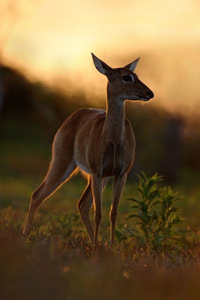 Jelenec pampový (Ozotoceros bezoarticus), Jelenec pampový (Ozotoceros bezoarticus) Pampas Deer, Autor: Ondřej Prosický | NaturePhoto.cz, Model: Canon EOS-1D Mark III, Objektiv: Canon EF 500mm f/4 L IS USM, Ohnisková vzdálenost (EQ35mm): 650 mm, fotografováno z ruky, Clona: 5.0, Doba expozice: 1/800 s, ISO: 500, Kompenzace expozice: -1, Blesk: Ne, Vytvořeno: 2. září 2011 6:08:35, Barranco Alto, Pantanal (Brazílie) 