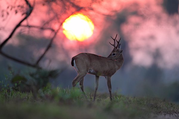 Jelenec pampový (Ozotoceros bezoarticus), Jelenec pampový (Ozotoceros bezoarticus) Pampas Deer, Autor: Ondřej Prosický | NaturePhoto.cz, Model: Canon EOS 5D Mark II, Objektiv: Canon EF 500mm f/4 L IS USM, Ohnisková vzdálenost (EQ35mm): 500 mm, fotografováno z ruky, Clona: 5.0, Doba expozice: 1/500 s, ISO: 1600, Kompenzace expozice: -1, Blesk: Ne, Vytvořeno: 7. září 2011 5:58:47, Barranco Alto, Pantanal (Brazílie) 