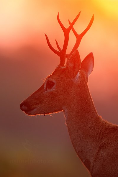 Jelenec pampový (Ozotoceros bezoarticus), Jelenec pampový (Ozotoceros bezoarticus) Pampas Deer, Autor: Ondřej Prosický | NaturePhoto.cz, Model: Canon EOS 5D Mark II, Objektiv: Canon EF 500mm f/4 L IS USM, Ohnisková vzdálenost (EQ35mm): 500 mm, fotografováno z ruky, Clona: 5.0, Doba expozice: 1/640 s, ISO: 1250, Kompenzace expozice: -1 1/3, Blesk: Ne, Vytvořeno: 7. září 2011 6:04:52, Barranco Alto, Pantanal (Brazílie) 