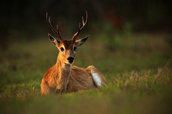 Jelenec pampový (Ozotoceros bezoarticus), Jelenec pampový (Ozotoceros bezoarticus) Pampas Deer, Autor: Ondřej Prosický | NaturePhoto.cz, Model: Canon EOS 5D Mark II, Objektiv: Canon EF 500mm f/4 L IS USM, Ohnisková vzdálenost (EQ35mm): 700 mm, fotografováno z ruky, Clona: 7.1, Doba expozice: 1/320 s, ISO: 400, Kompenzace expozice: -2/3, Blesk: Ne, Vytvořeno: 5. září 2011 16:44:48, Barranco Alto, Pantanal (Brazílie)