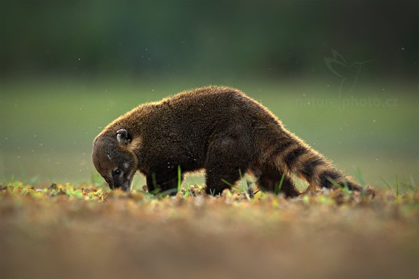 Nosál červený (Nasua nasua) South American Coati 