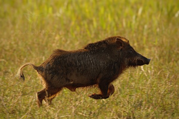 Pekari bělobradý (Tayassu pecari)