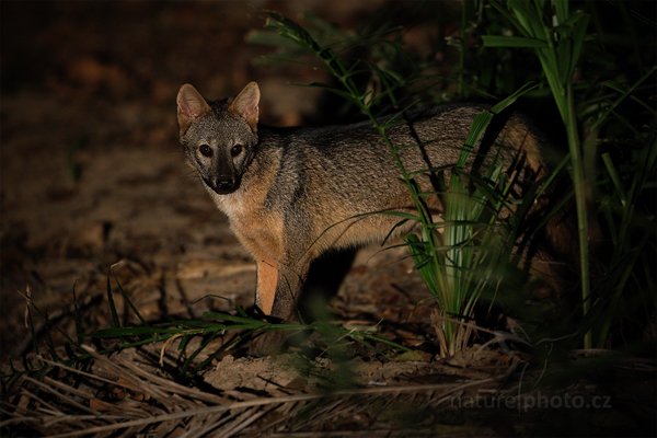 Pes Maikong (Cerdocyon thous), Pes Maikong (Cerdocyon thous) Crab-eating Fox, Autor: Ondřej Prosický | NaturePhoto.cz, Model: Canon EOS-1D Mark III, Objektiv: Canon EF 500mm f/4 L IS USM, Ohnisková vzdálenost (EQ35mm): 650 mm, fotografováno z ruky, Clona: 4.0, Doba expozice: 1/60 s, ISO: 1000, Kompenzace expozice: -1 2/3, Blesk: Ne (svíceno baterkou), Vytvořeno: 4. září 2011 18:41:33, Barranco Alto, Pantanal (Brazílie) 