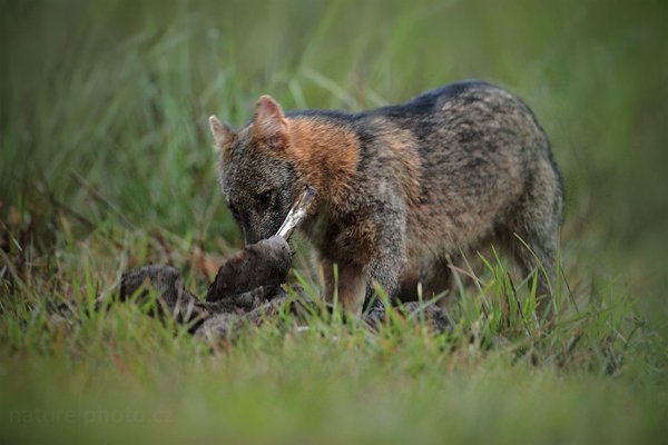 Pes Maikong (Cerdocyon thous), Pes Maikong (Cerdocyon thous) Crab-eating Fox, Autor: Ondřej Prosický | NaturePhoto.cz, Model: Canon EOS 5D Mark II, Objektiv: Canon EF 500mm f/4 L IS USM, Ohnisková vzdálenost (EQ35mm): 500 mm, fotografováno z ruky, Clona: 4.5, Doba expozice: 1/60 s, ISO: 4000, Kompenzace expozice: -1/3, Blesk: Ne, Vytvořeno: 9. září 2011 17:19:54, Barranco Alto, Pantanal (Brazílie)