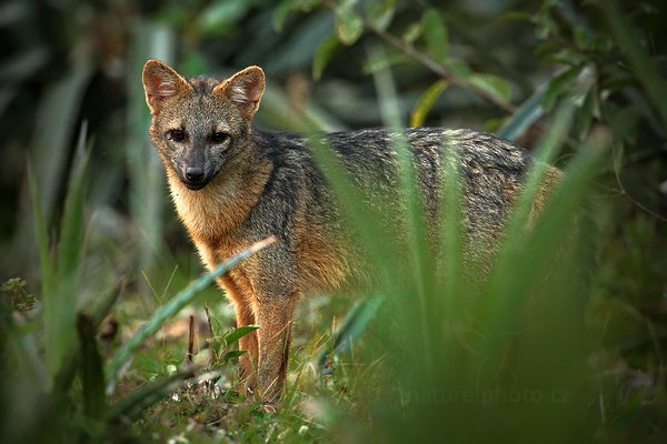 Pes Maikong (Cerdocyon thous), Pes Maikong (Cerdocyon thous) Crab-eating Fox, Autor: Ondřej Prosický | NaturePhoto.cz, Model: Canon EOS-1D Mark III, Objektiv: Canon EF 500mm f/4 L IS USM, Ohnisková vzdálenost (EQ35mm): 650 mm, fotografováno z ruky, Clona: 5.0, Doba expozice: 1/250 s, ISO: 1600, Kompenzace expozice: -2/3, Blesk: Ne, Vytvořeno: 2. září 2011 17:27:22, Barranco Alto, Pantanal (Brazílie)