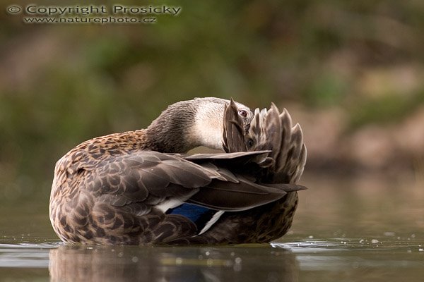 Kachna divoká (Anas platyrhynchos), Autor: Ondřej Prosický, Model aparátu: Canon EOS 20D, Objektiv: Canon EF 400mm f/5.6 L USM, Ohnisková vzdálenost: 400.00 mm, Clona: 5.60, Doba expozice: 1/200 s, ISO: 100, Vyvážení expozice: 0.00, Blesk: Ne, Vytvořeno: 10. září 2005 14:52:43, NPR Kačák u Kladna (ČR)