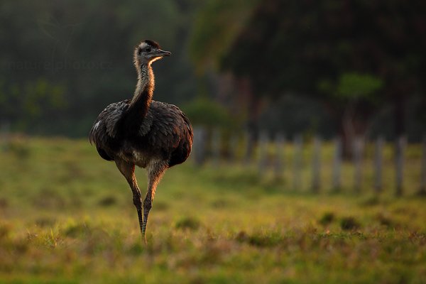 Nandu pampový (Rhea americana), Nandu pampový (Rhea americana) Greater Rhea, Autor: Ondřej Prosický | NaturePhoto.cz, Model: Canon EOS 5D Mark II, Objektiv: Canon EF 500mm f/4 L IS USM, Ohnisková vzdálenost (EQ35mm): 500 mm, fotografováno z ruky, Clona: 6.3, Doba expozice: 1/320 s, ISO: 640, Kompenzace expozice: -1, Blesk: Ne, Vytvořeno: 7. září 2011 17:16:42, Barranco Alto, Pantanal (Brazílie)