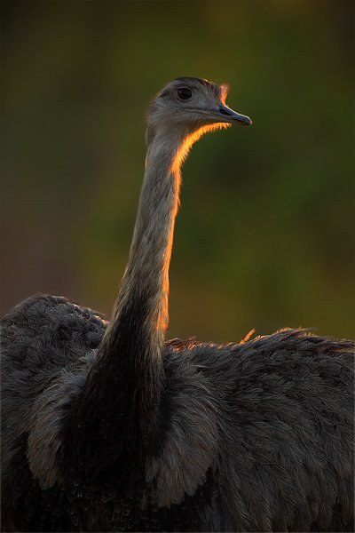 Nandu pampový (Rhea americana), Nandu pampový (Rhea americana) Greater Rhea, Autor: Ondřej Prosický | NaturePhoto.cz, Model: Canon EOS 5D Mark II, Objektiv: Canon EF 500mm f/4 L IS USM, Ohnisková vzdálenost (EQ35mm): 500 mm, fotografováno z ruky, Clona: 6.3, Doba expozice: 1/200 s, ISO: 500, Kompenzace expozice: -1, Blesk: Ne, Vytvořeno: 7. září 2011 17:11:56, výřez fotografie, Barranco Alto, Pantanal (Brazílie) 