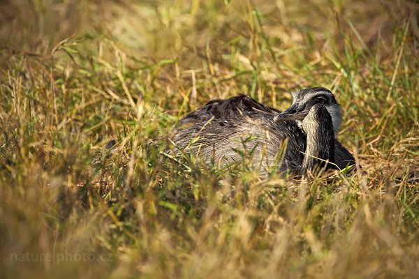 Nandu pampový (Rhea americana), Nandu pampový (Rhea americana) Greater Rhea, Autor: Ondřej Prosický | NaturePhoto.cz, Model: Canon EOS 5D Mark II, Objektiv: Canon EF 500mm f/4 L IS USM, Ohnisková vzdálenost (EQ35mm): 700 mm, fotografováno z ruky, Clona: 6.3, Doba expozice: 1/1250 s, ISO: 320, Kompenzace expozice: 0, Blesk: Ne, Vytvořeno: 12. září 2011 7:56:25, Barranco Alto, Pantanal (Brazílie)