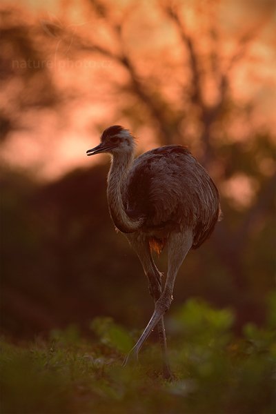 Nandu pampový (Rhea americana), Nandu pampový (Rhea americana) Greater Rhea, Autor: Ondřej Prosický | NaturePhoto.cz, Model: Canon EOS 5D Mark II, Objektiv: Canon EF 500mm f/4 L IS USM, Ohnisková vzdálenost (EQ35mm): 500 mm, fotografováno z ruky, Clona: 6.3, Doba expozice: 1/640 s, ISO: 800, Kompenzace expozice: -1, Blesk: Ne, Vytvořeno: 16. září 2011 6:06:39, Barranco Alto, Pantanal (Brazílie) 