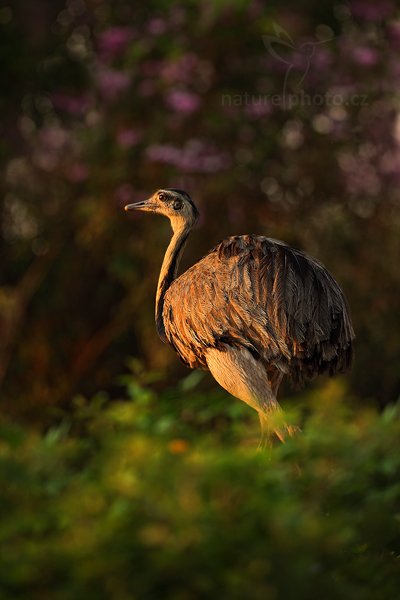 Nandu pampový (Rhea americana), Nandu pampový (Rhea americana) Greater Rhea, Autor: Ondřej Prosický | NaturePhoto.cz, Model: Canon EOS 5D Mark II, Objektiv: Canon EF 500mm f/4 L IS USM, Ohnisková vzdálenost (EQ35mm): 500 mm, fotografováno z ruky, Clona: 5.6, Doba expozice: 1/320 s, ISO: 320, Kompenzace expozice: -2/3, Blesk: Ne, Vytvořeno: 16. září 2011 6:31:10, Barranco Alto, Pantanal (Brazílie)