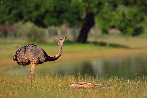 Nandu pampový (Rhea americana), Nandu pampový (Rhea americana) Greater Rhea, Autor: Ondřej Prosický | NaturePhoto.cz, Model: Canon EOS 5D Mark II, Objektiv: Canon EF 500mm f/4 L IS USM, Ohnisková vzdálenost (EQ35mm): 500 mm, fotografováno z ruky, Clona: 6.3, Doba expozice: 1/1000 s, ISO: 800, Kompenzace expozice: -1, Blesk: Ne, Vytvořeno: 16. září 2011 6:22:38, Barranco Alto, Pantanal (Brazílie)