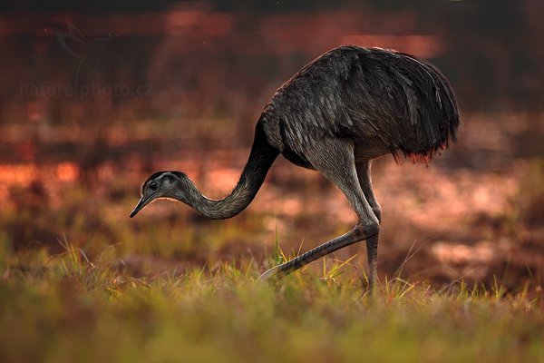 Nandu pampový (Rhea americana), Nandu pampový (Rhea americana) Greater Rhea, Autor: Ondřej Prosický | NaturePhoto.cz, Model: Canon EOS 5D Mark II, Objektiv: Canon EF 500mm f/4 L IS USM, Ohnisková vzdálenost (EQ35mm): 500 mm, fotografováno z ruky, Clona: 5.0, Doba expozice: 1/320 s, ISO: 640, Kompenzace expozice: -1 1/3, Blesk: Ne, Vytvořeno: 7. září 2011 17:24:18, Barranco Alto, Pantanal (Brazílie)