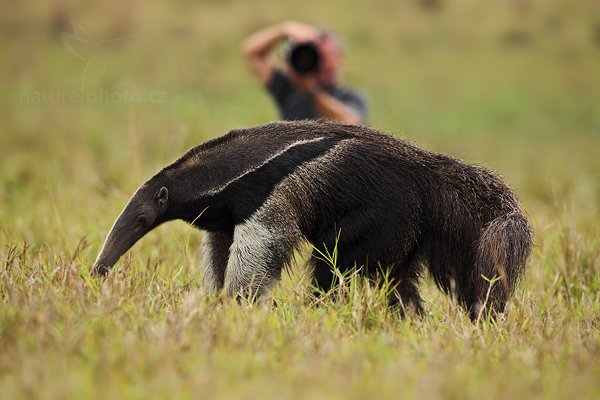 Mravenečník velký (Myrmecophaga tridactyla), Mravenečník velký (Myrmecophaga tridactyla) Giant Anteater, Autor: Ondřej Prosický | NaturePhoto.cz, Model: Canon EOS 5D Mark II, Objektiv: Canon EF 500mm f/4 L IS USM, Ohnisková vzdálenost (EQ35mm): 500 mm, fotografováno z ruky, Clona: 6.3, Doba expozice: 1/640 s, ISO: 320, Kompenzace expozice: -2/3, Blesk: Ne, Vytvořeno: 10. září 2011 11:25:40, Barranco Alto, Pantanal (Brazílie) 