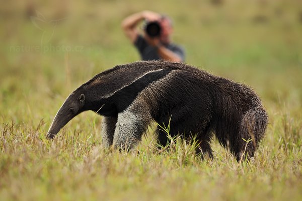 Mravenečník velký (Myrmecophaga tridactyla), Mravenečník velký (Myrmecophaga tridactyla) Giant Anteater, Autor: Ondřej Prosický | NaturePhoto.cz, Model: Canon EOS 5D Mark II, Objektiv: Canon EF 500mm f/4 L IS USM, Ohnisková vzdálenost (EQ35mm): 500 mm, fotografováno z ruky, Clona: 6.3, Doba expozice: 1/640 s, ISO: 320, Kompenzace expozice: -2/3, Blesk: Ne, Vytvořeno: 10. září 2011 11:25:40, Barranco Alto, Pantanal (Brazílie) 