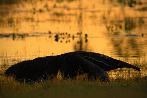 Mravenečník velký (Myrmecophaga tridactyla), Mravenečník velký (Myrmecophaga tridactyla) Giant Anteater, Autor: Ondřej Prosický | NaturePhoto.cz, Model: Canon EOS-1D Mark III, Objektiv: Canon EF 500mm f/4 L IS USM, Ohnisková vzdálenost (EQ35mm): 650 mm, fotografováno z ruky, Clona: 7.1, Doba expozice: 1/1250 s, ISO: 640, Kompenzace expozice: -2/3, Blesk: Ne, Vytvořeno: 14. září 2011 17:20:16, Barranco Alto, Pantanal (Brazílie)