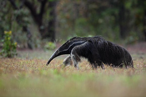 Mravenečník velký (Myrmecophaga tridactyla), Mravenečník velký (Myrmecophaga tridactyla) Giant Anteater, Autor: Ondřej Prosický | NaturePhoto.cz, Model: Canon EOS 5D Mark II, Objektiv: Canon EF 500mm f/4 L IS USM, Ohnisková vzdálenost (EQ35mm): 500 mm, fotografováno z ruky, Clona: 5.0, Doba expozice: 1/60 s, ISO: 2000, Kompenzace expozice: -1/3, Blesk: Ne, Vytvořeno: 9. září 2011 17:07:43, Barranco Alto, Pantanal (Brazílie)