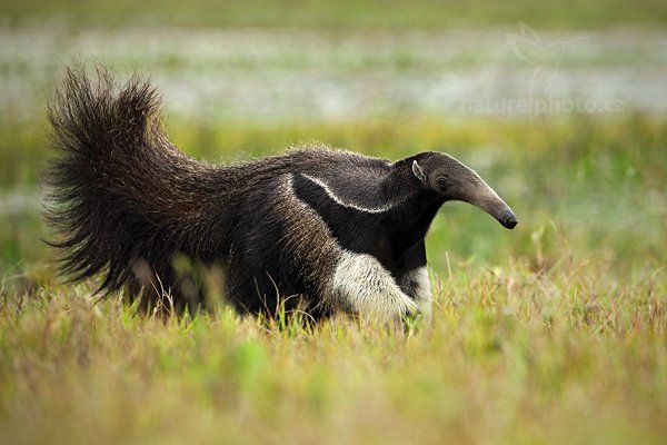 Mravenečník velký (Myrmecophaga tridactyla), Mravenečník velký (Myrmecophaga tridactyla) Giant Anteater, Autor: Ondřej Prosický | NaturePhoto.cz, Model: Canon EOS 5D Mark II, Objektiv: Canon EF 500mm f/4 L IS USM, Ohnisková vzdálenost (EQ35mm): 500 mm, fotografováno z ruky, Clona: 6.3, Doba expozice: 1/1000 s, ISO: 320, Kompenzace expozice: -2/3, Blesk: Ne, Vytvořeno: 10. září 2011 11:21:15, Barranco Alto, Pantanal (Brazílie)