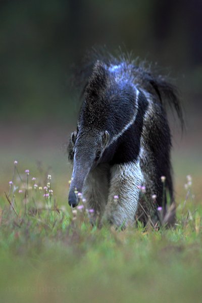 Mravenečník velký (Myrmecophaga tridactyla), Mravenečník velký (Myrmecophaga tridactyla) Giant Anteater, Autor: Ondřej Prosický | NaturePhoto.cz, Model: Canon EOS 5D Mark II, Objektiv: Canon EF 500mm f/4 L IS USM, Ohnisková vzdálenost (EQ35mm): 500 mm, fotografováno z ruky, Clona: 5.0, Doba expozice: 1/80 s, ISO: 2000, Kompenzace expozice: -1/3, Blesk: Ne, Vytvořeno: 9. září 2011 17:08:15, Barranco Alto, Pantanal (Brazílie) 